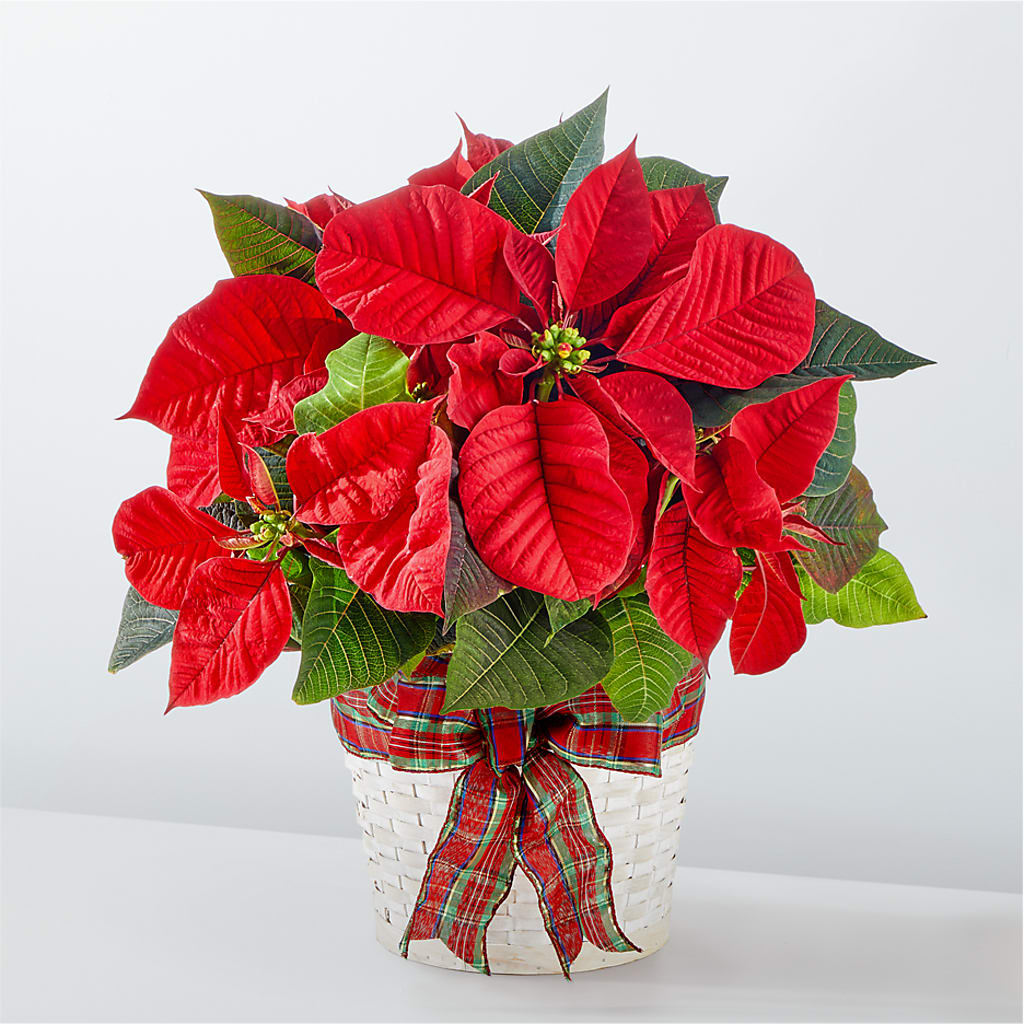 Happiest Holidays Poinsettia – Petals And Blooms Flowers, Fort Leonard Wood MO
