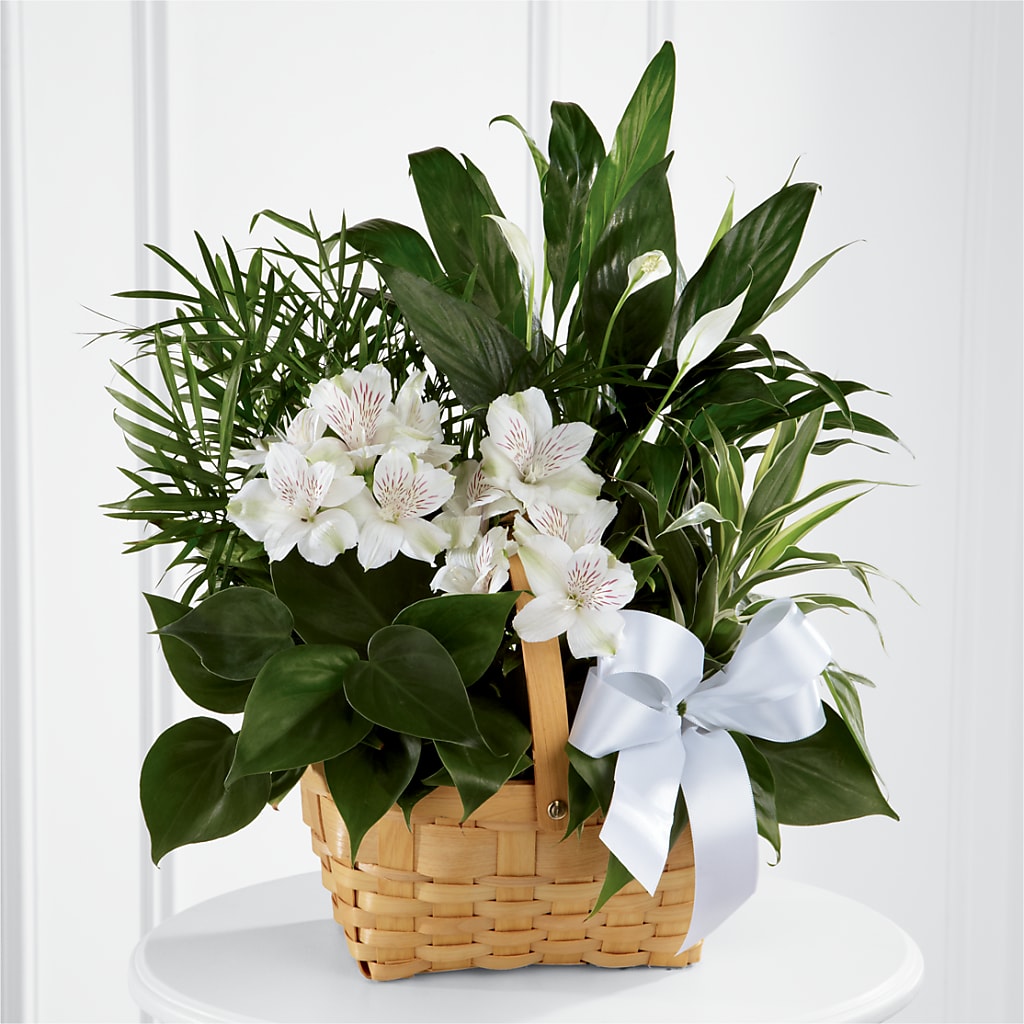 Peace & Serenity Dishgarden – Petals And Blooms Flowers, Fort Leonard Wood MO