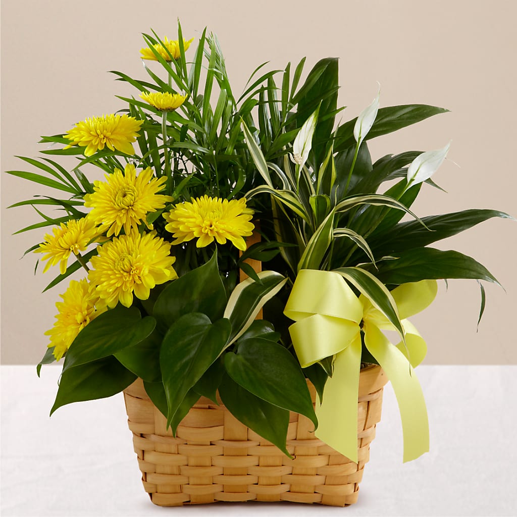 Loving Light Dishgarden – Petals And Blooms Flowers, Fort Leonard Wood MO
