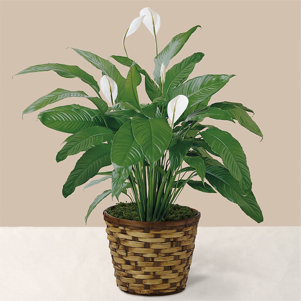 Tranquil Moments Peace Lily Plant – Petals And Blooms Flowers, Fort Leonard Wood MO
