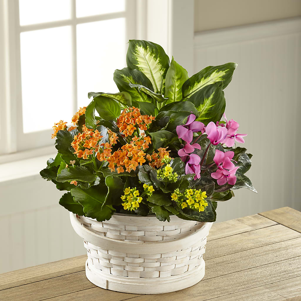 Color Crush Dishgarden – Petals And Blooms Flowers, Fort Leonard Wood MO
