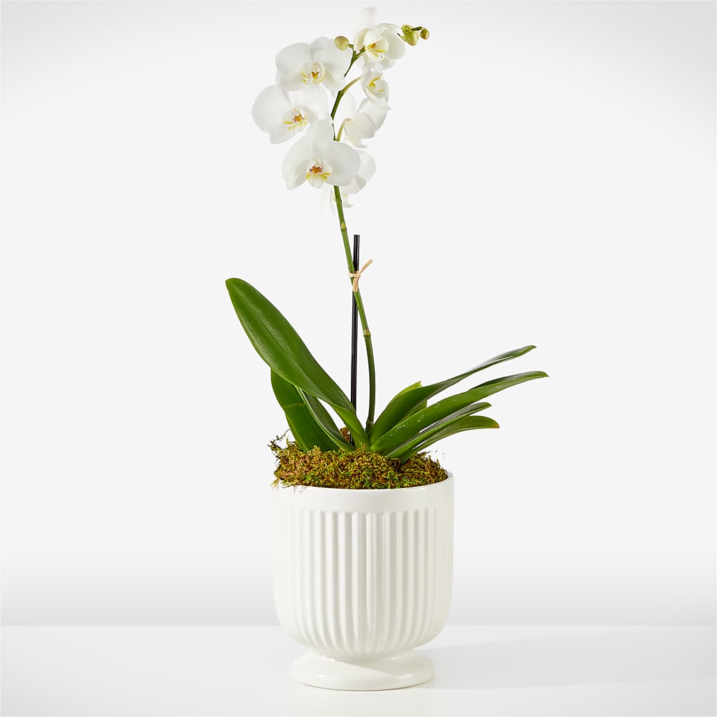 Whispering White Orchid – Petals And Blooms Flowers, Fort Leonard Wood MO