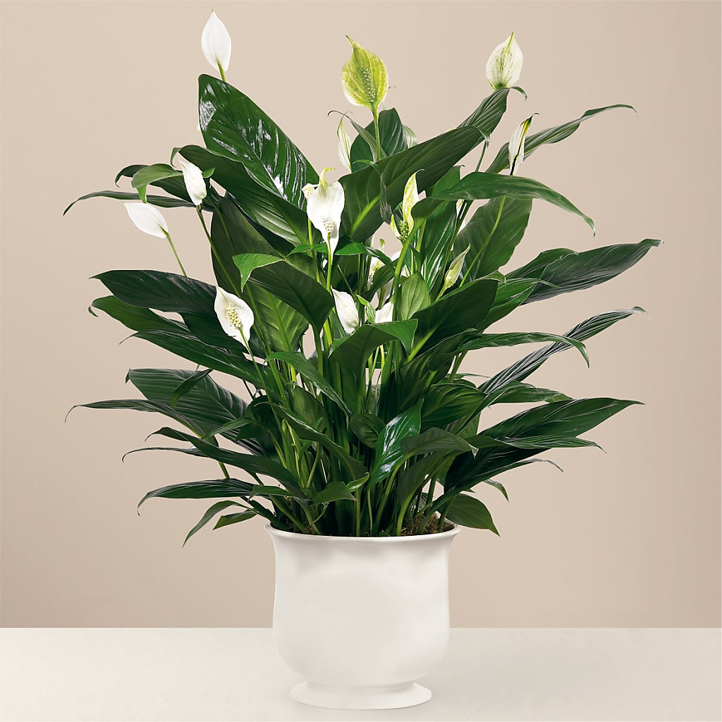 Comfort Planter – Petals And Blooms Flowers, Fort Leonard Wood MO