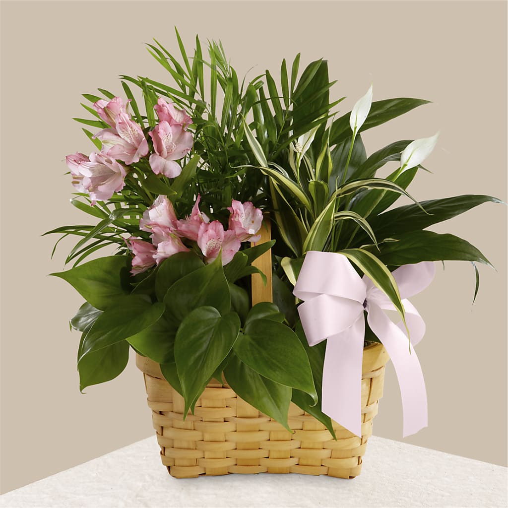 Living Spirit Dishgarden – Petals And Blooms Flowers, Fort Leonard Wood MO