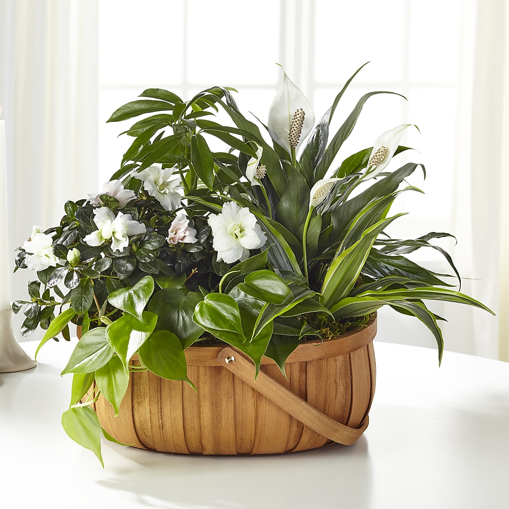 Serene Dishgarden – Petals And Blooms Flowers, Fort Leonard Wood MO