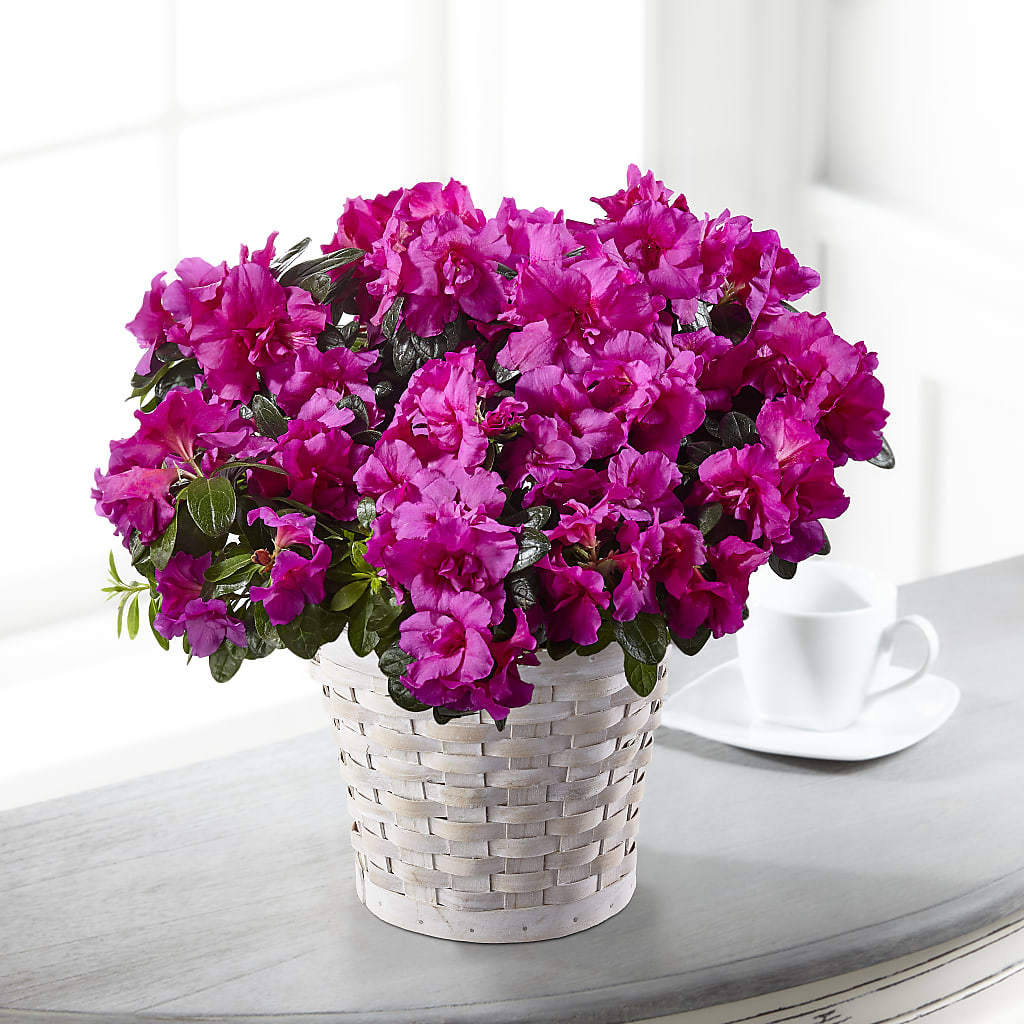 Hope & Serenity Azalea Plant – Petals And Blooms Flowers, Fort Leonard Wood MO