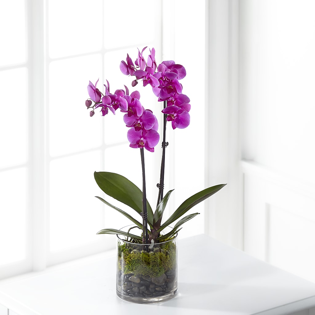 Pink Orchid Plant – Petals And Blooms Flowers, Fort Leonard Wood MO