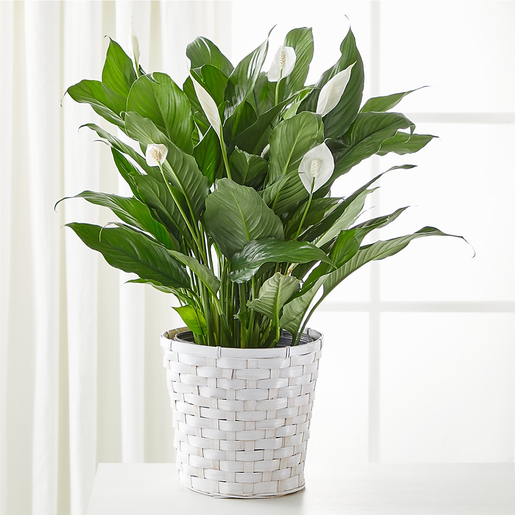 A New Leaf Peace Lily – Petals And Blooms Flowers, Fort Leonard Wood MO