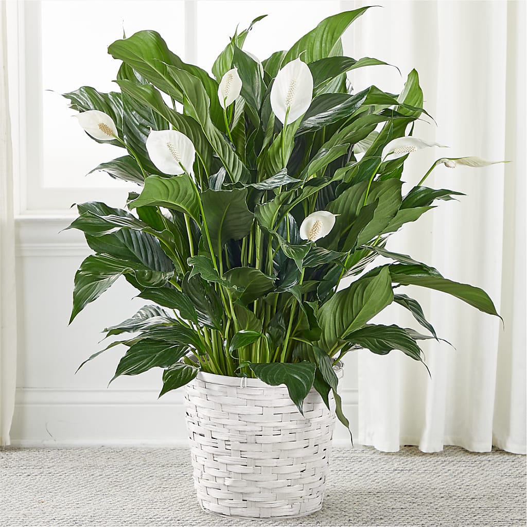 A New Leaf Peace Lily – Petals And Blooms Flowers, Fort Leonard Wood MO