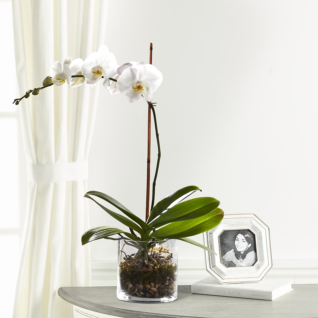 White Orchid Planter – Petals And Blooms Flowers, Fort Leonard Wood MO