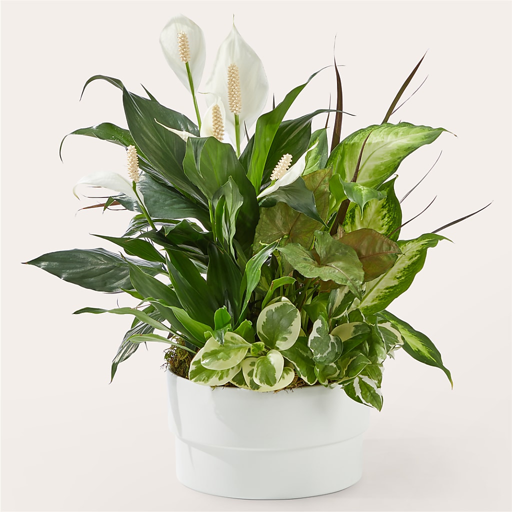 Radiating Positivity Dishgarden – Petals And Blooms Flowers, Fort Leonard Wood MO