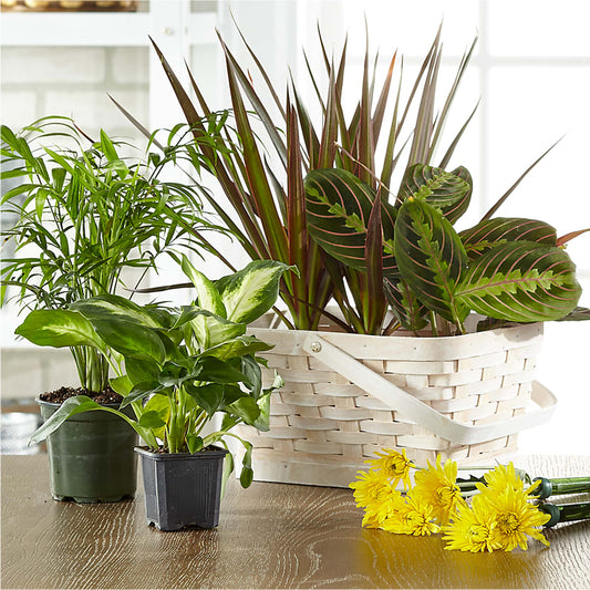 Florist Designed Blooming and Green Plants in a Basket –  Petals And Blooms Flowers, Fort Leonard Wood MO