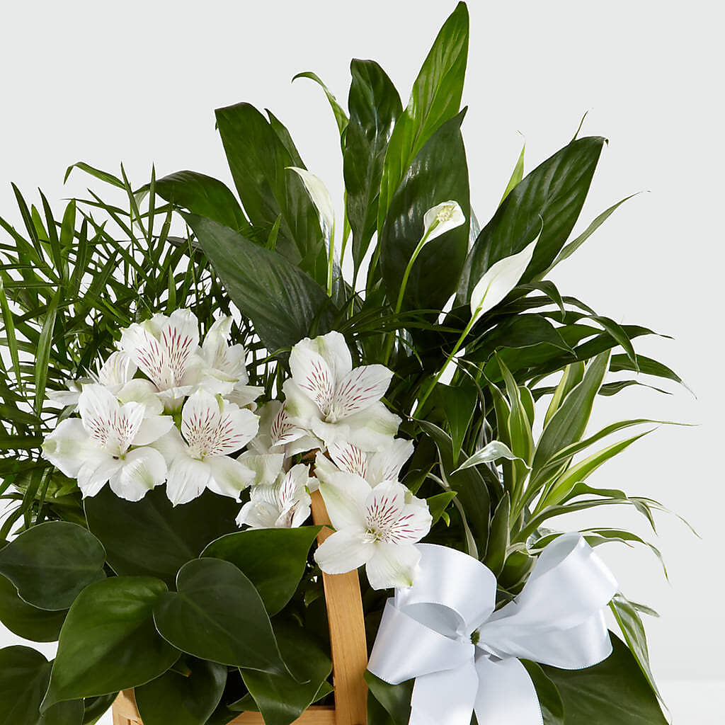 Peace & Serenity Dishgarden –  Petals And Blooms Flowers, Fort Leonard Wood MO