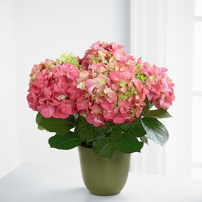 Pink Hydrangea Planter –  Petals And Blooms Flowers, Fort Leonard Wood MO