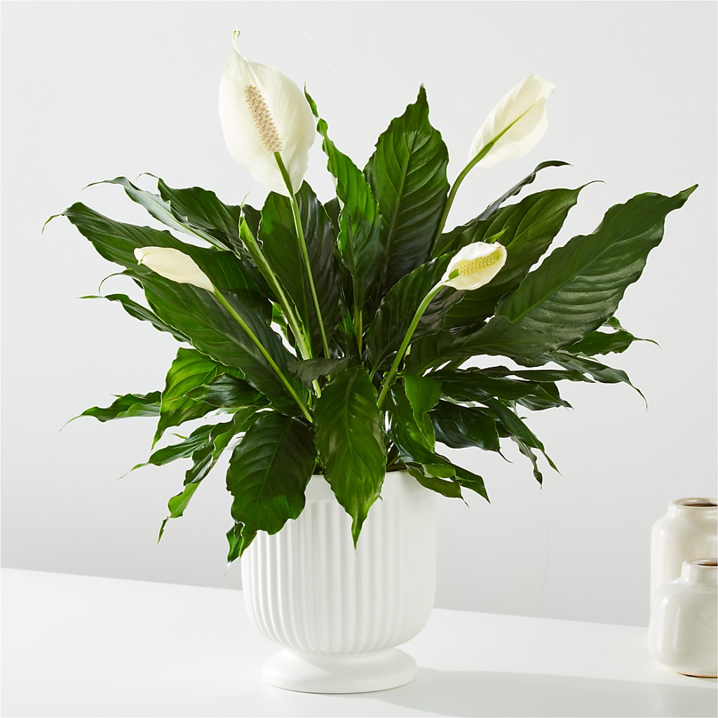 Comfort Planter –  Petals And Blooms Flowers, Fort Leonard Wood MO
