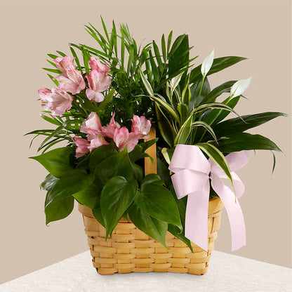 Living Spirit Dishgarden –  Petals And Blooms Flowers, Fort Leonard Wood MO