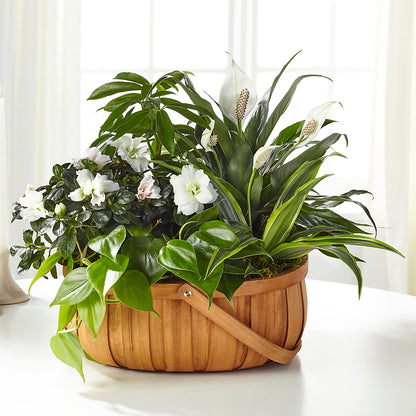 Serene Dishgarden –  Petals And Blooms Flowers, Fort Leonard Wood MO