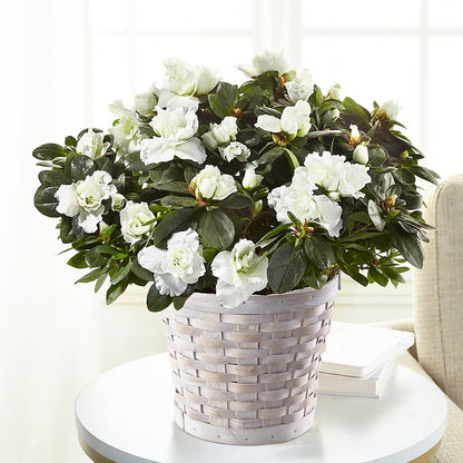 White Azalea Plant –  Petals And Blooms Flowers, Fort Leonard Wood MO