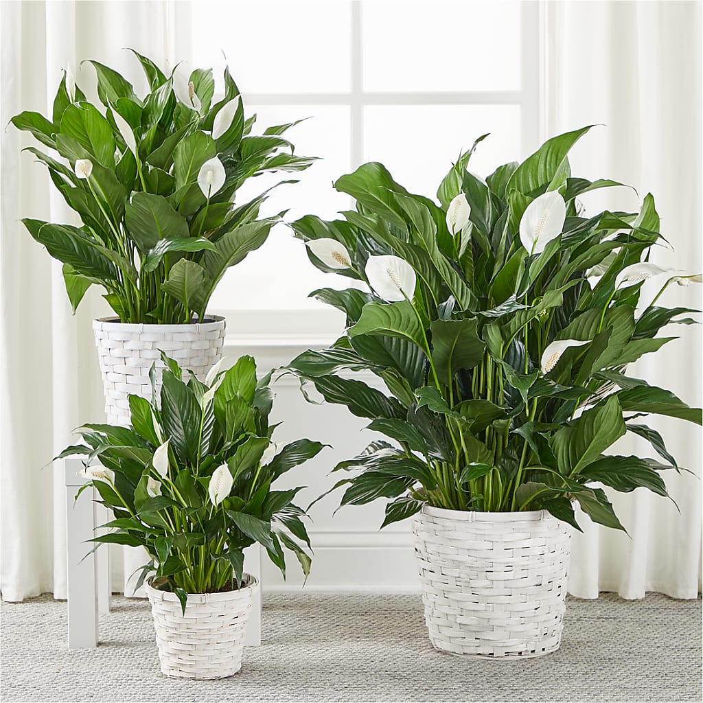 A New Leaf Peace Lily –  Petals And Blooms Flowers, Fort Leonard Wood MO
