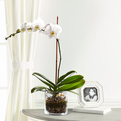 White Orchid Planter –  Petals And Blooms Flowers, Fort Leonard Wood MO